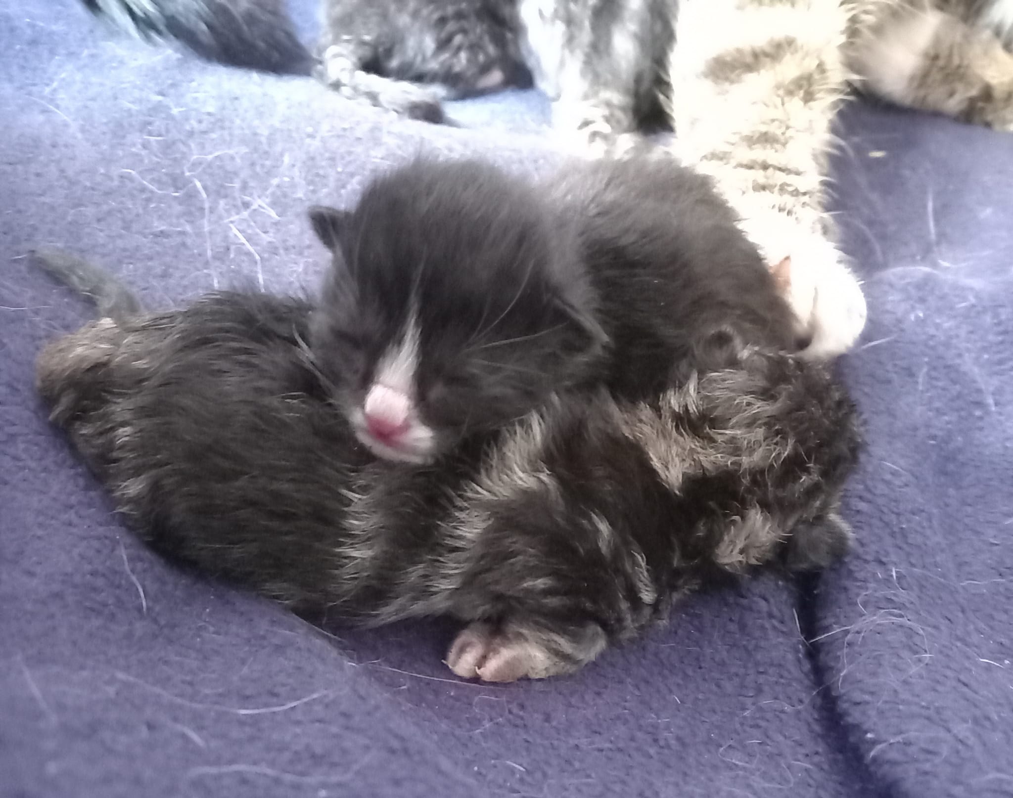 🐾 Kleine Wunder auf dem Haidhof! 🐾